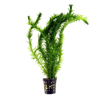 Elodea densa removebg preview