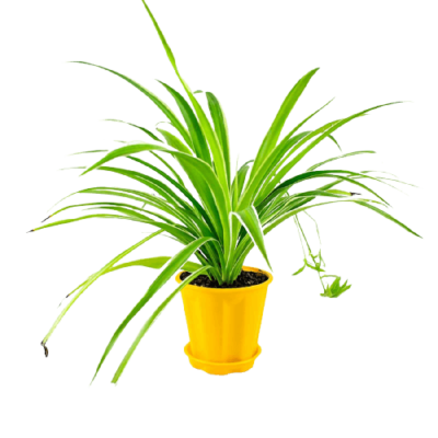 Spider plant removebg preview 1