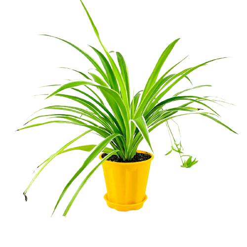 Spider plant removebg preview 1