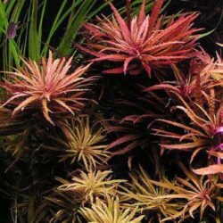 aquarium plants online limnophila aromatica