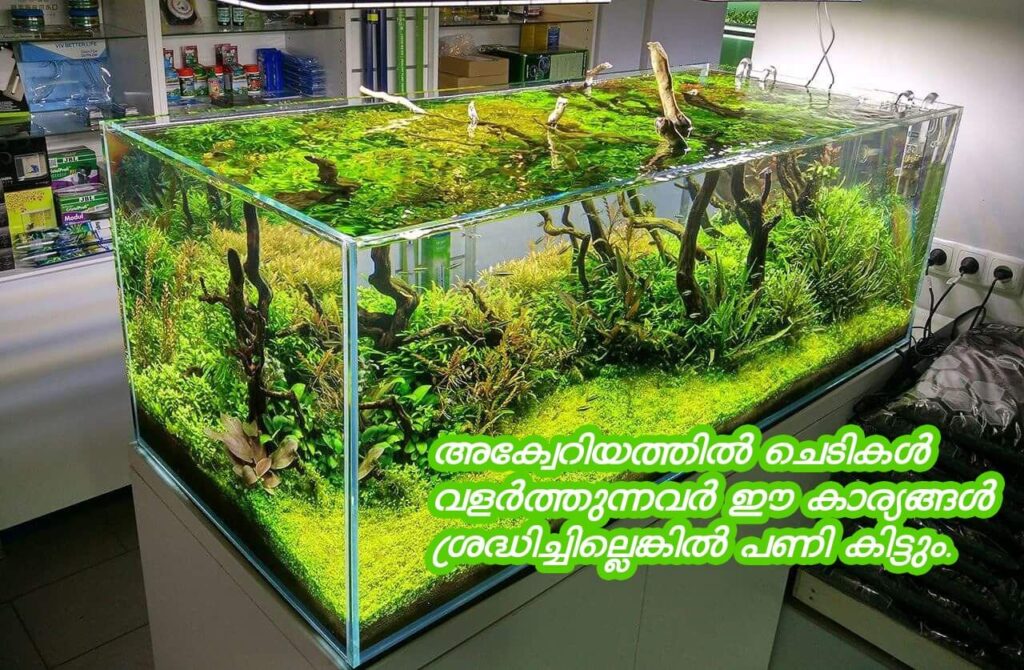 planted aquarium